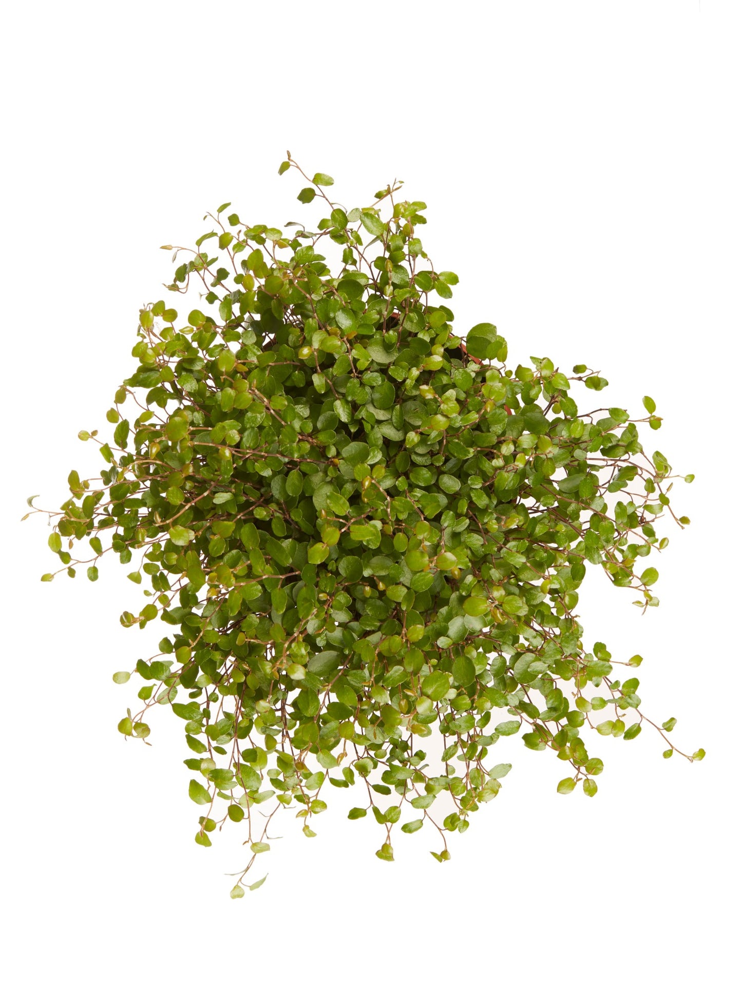Muehlenbeckia
