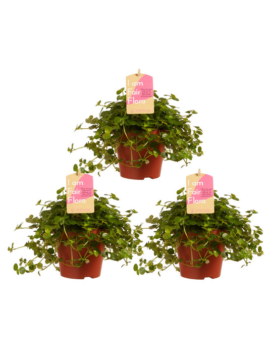 Pilea depressa Sao Paulo