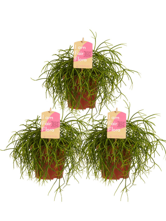 Rhipsalis cashero