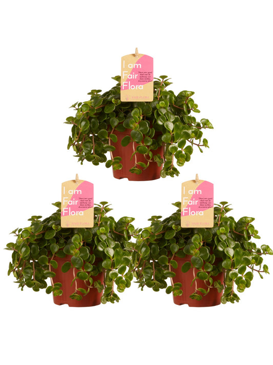 Sedum makinoi