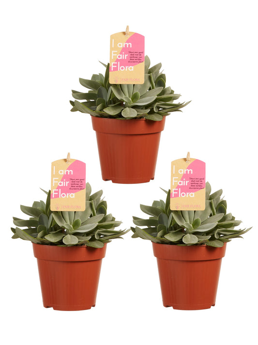 Senecio cephalophorus