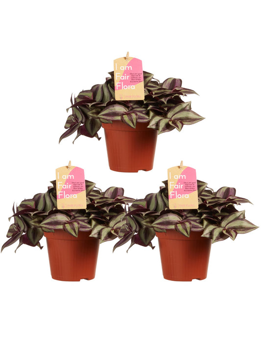 Tradescantia zebrina
