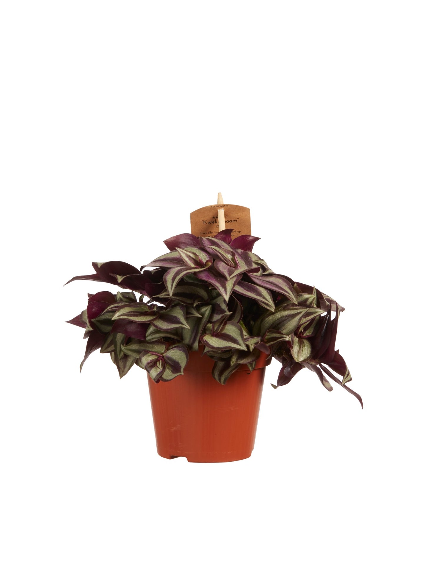 Tradescantia zebrina