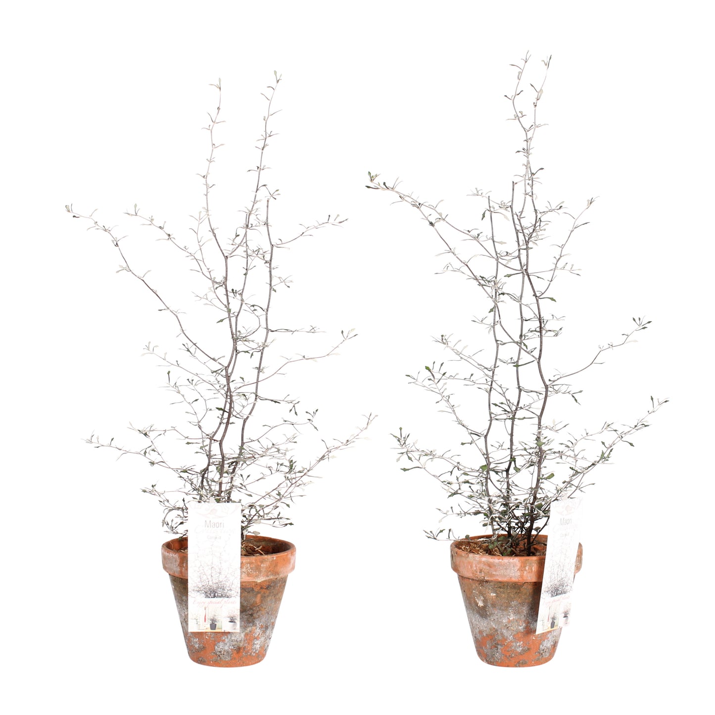 Maori Corokia