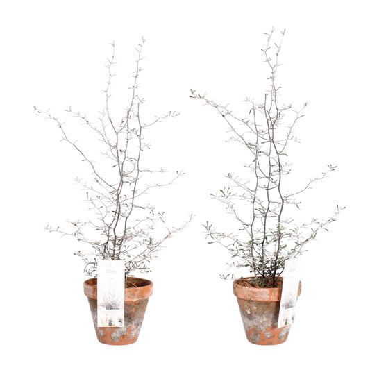 Maori Corokia