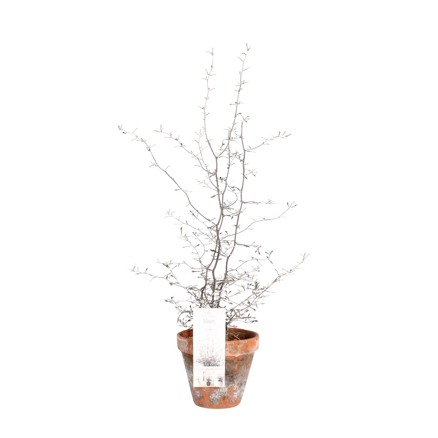 Maori Corokia