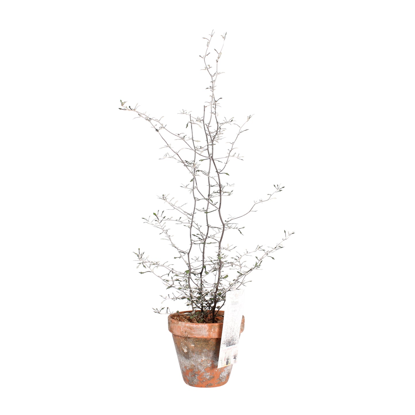Maori Corokia
