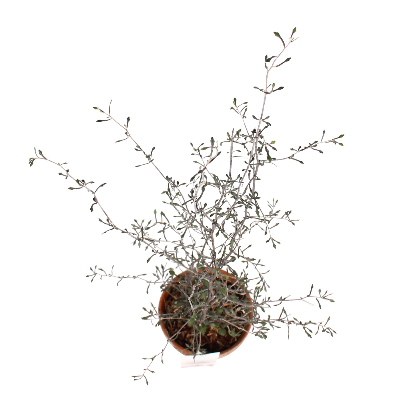 Maori Corokia