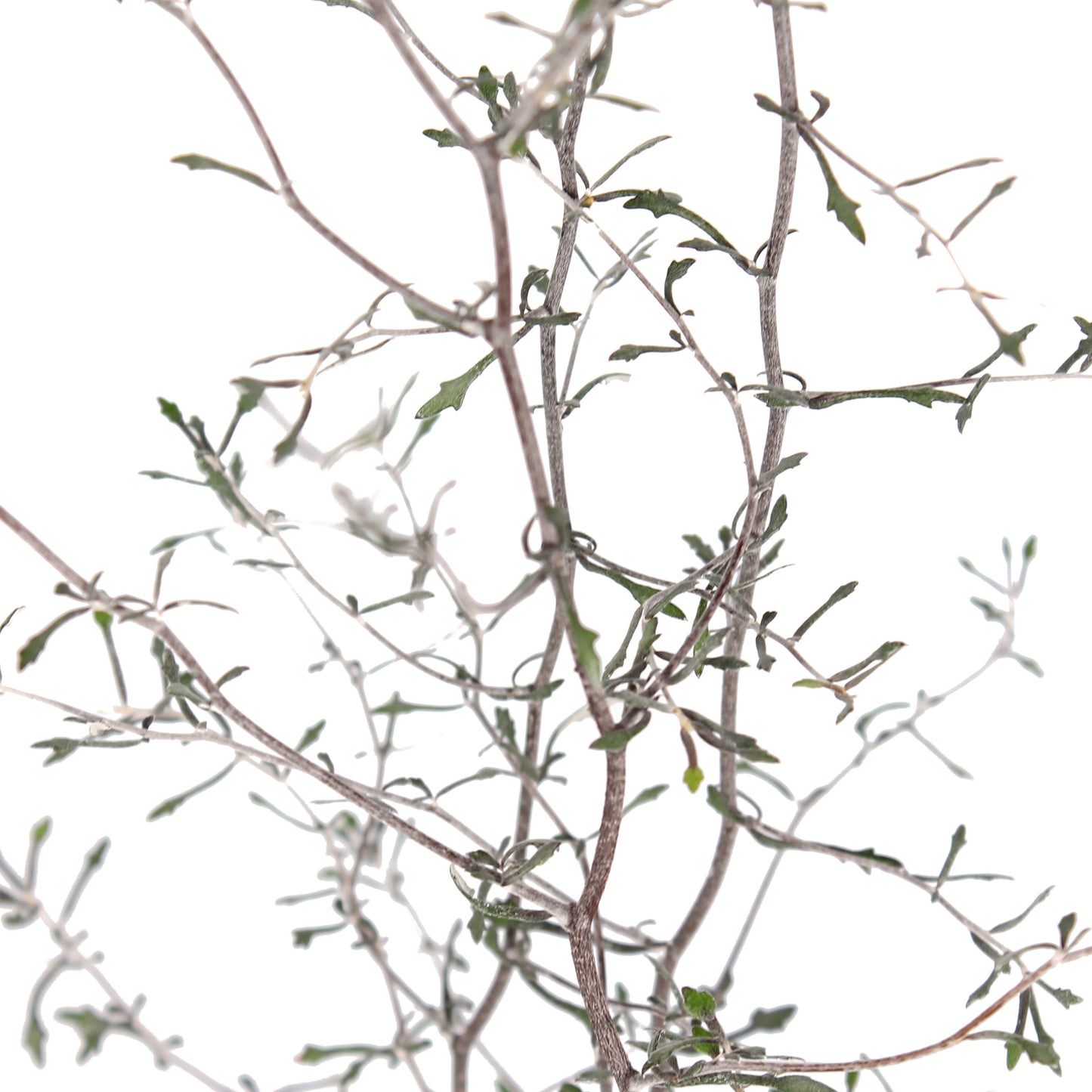 Maori Corokia