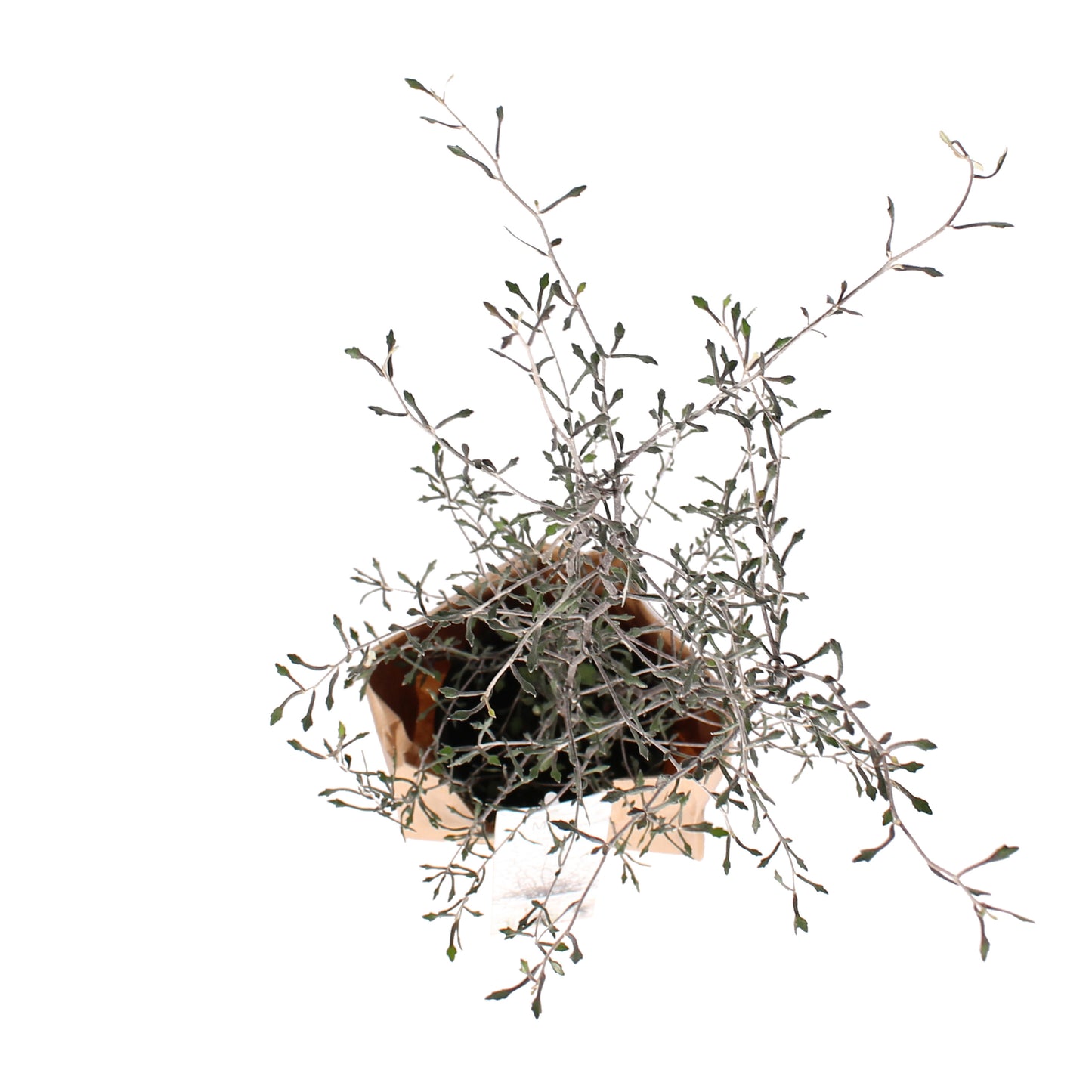 Maori Corokia