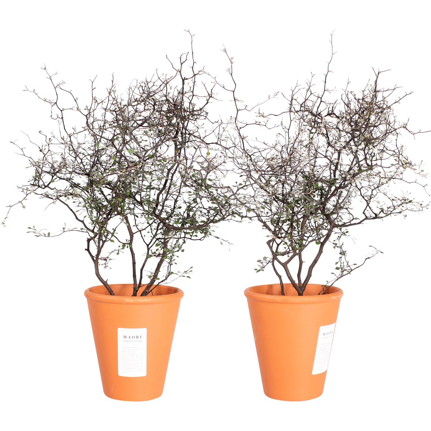 Maori Corokia