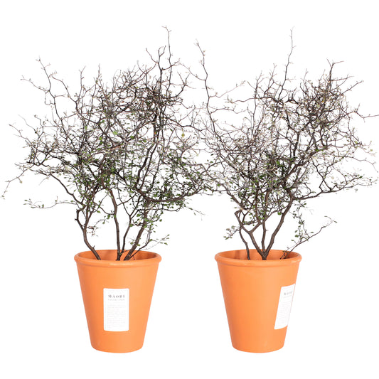 Maori Corokia