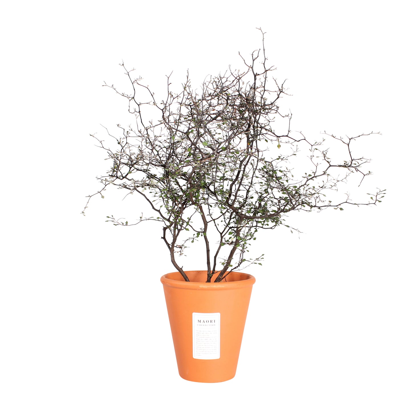 Maori Corokia