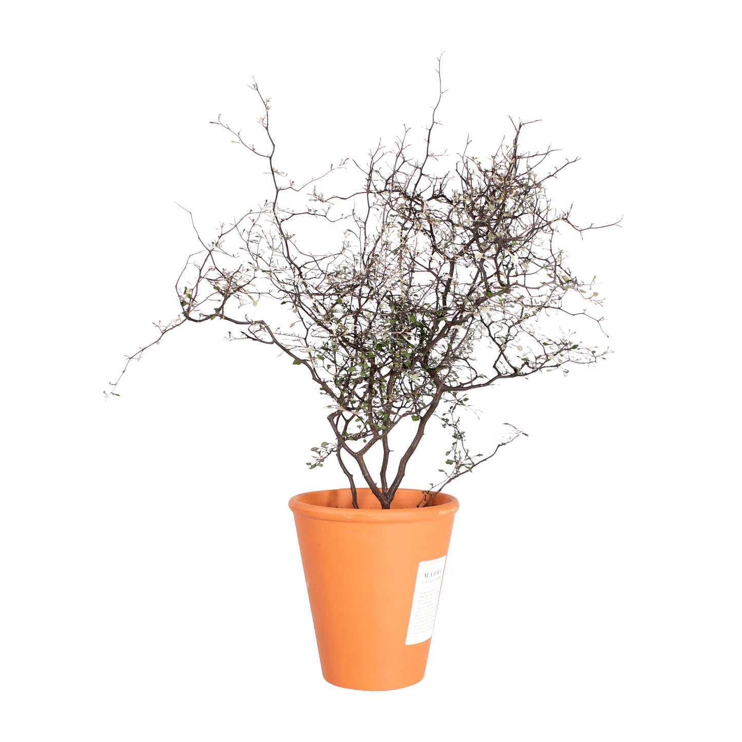 Maori Corokia