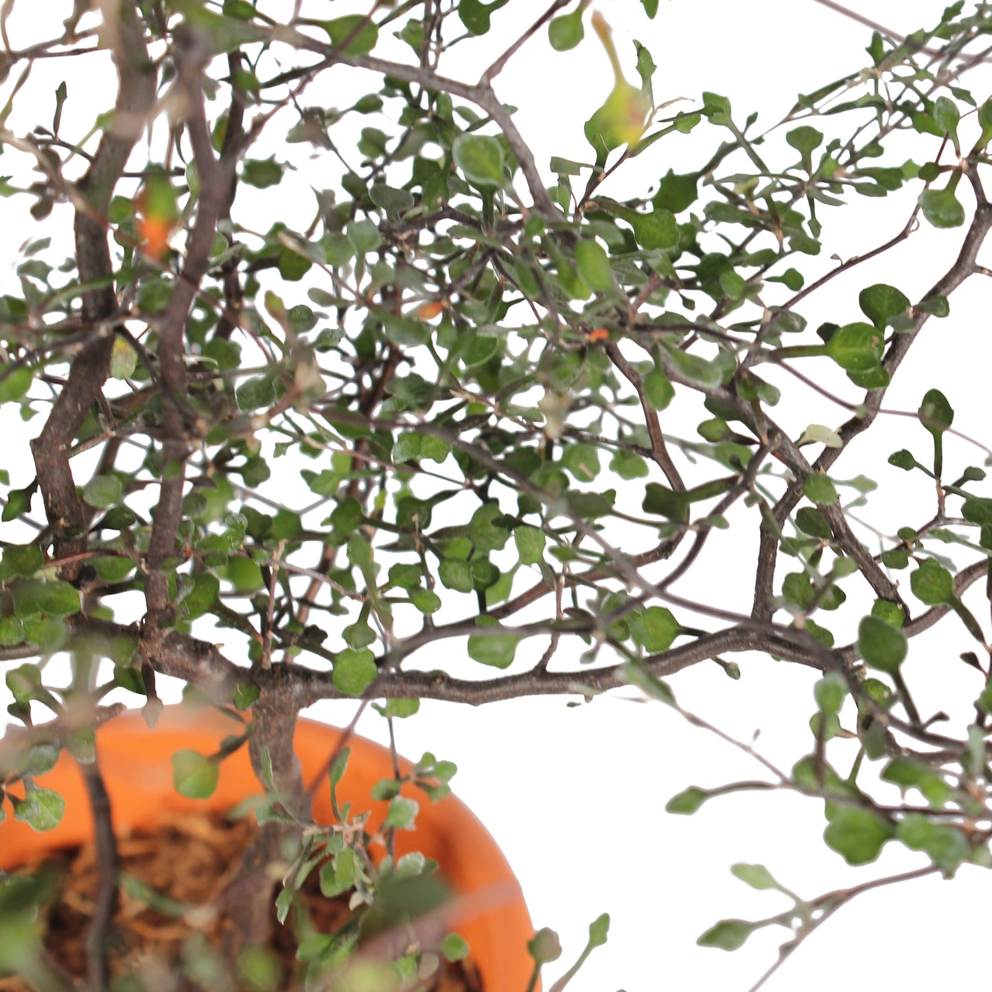 Maori Corokia