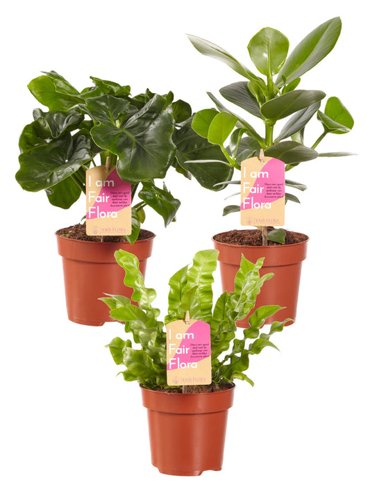 Luchtzuiverende mix, Clusia, Asplenium, Philodendron