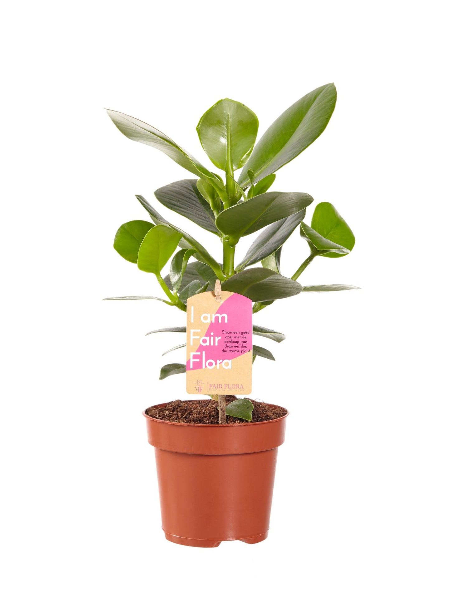 Luchtzuiverende mix, Clusia, Asplenium, Philodendron