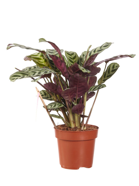 Ctenanthe Burle Marxii