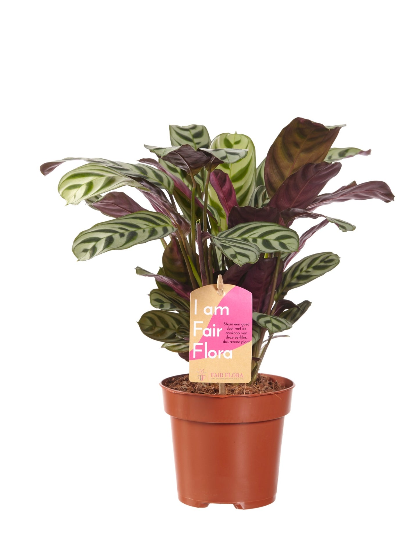 Ctenanthe Burle Marxii