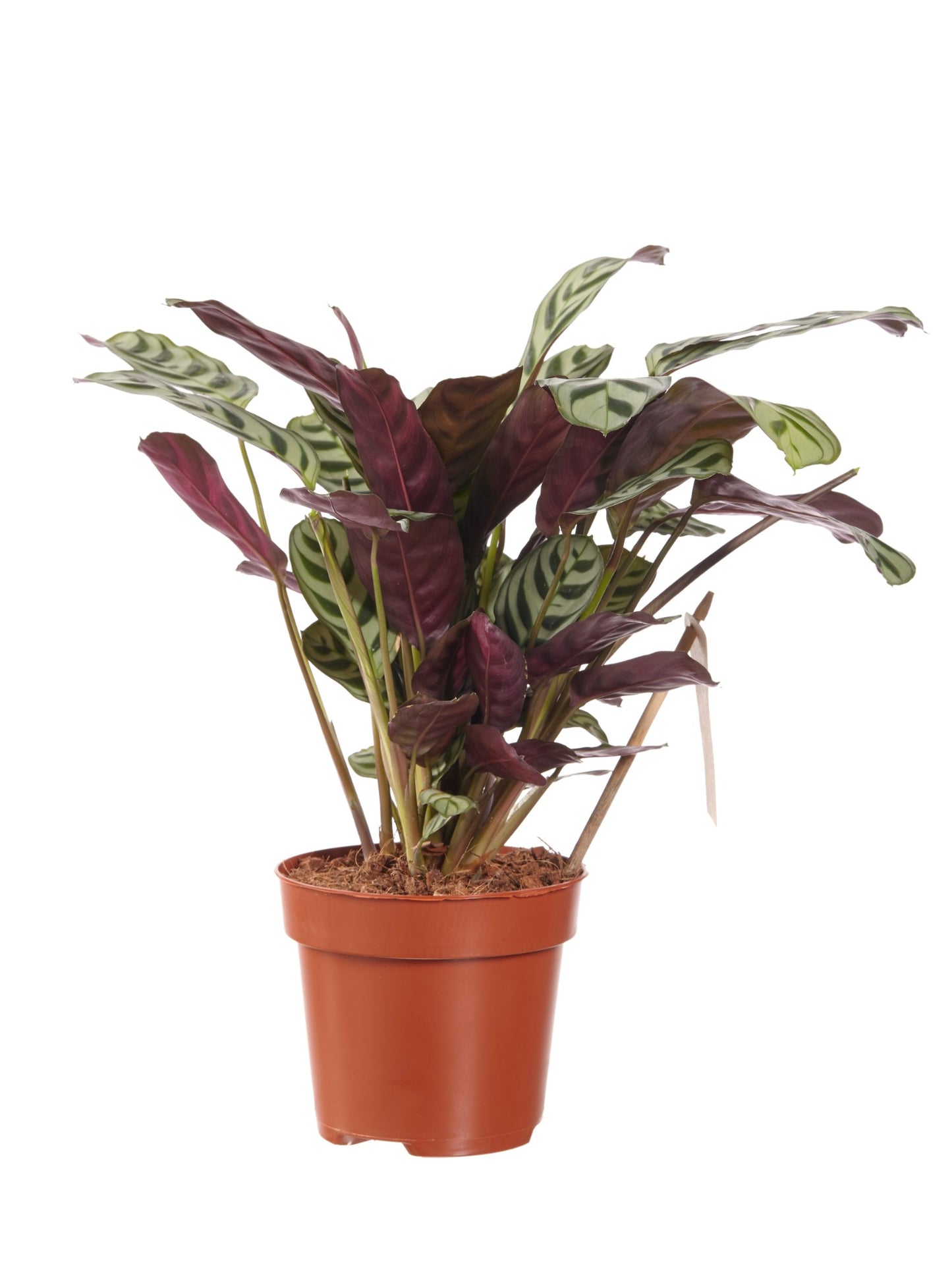 Ctenanthe Burle Marxii