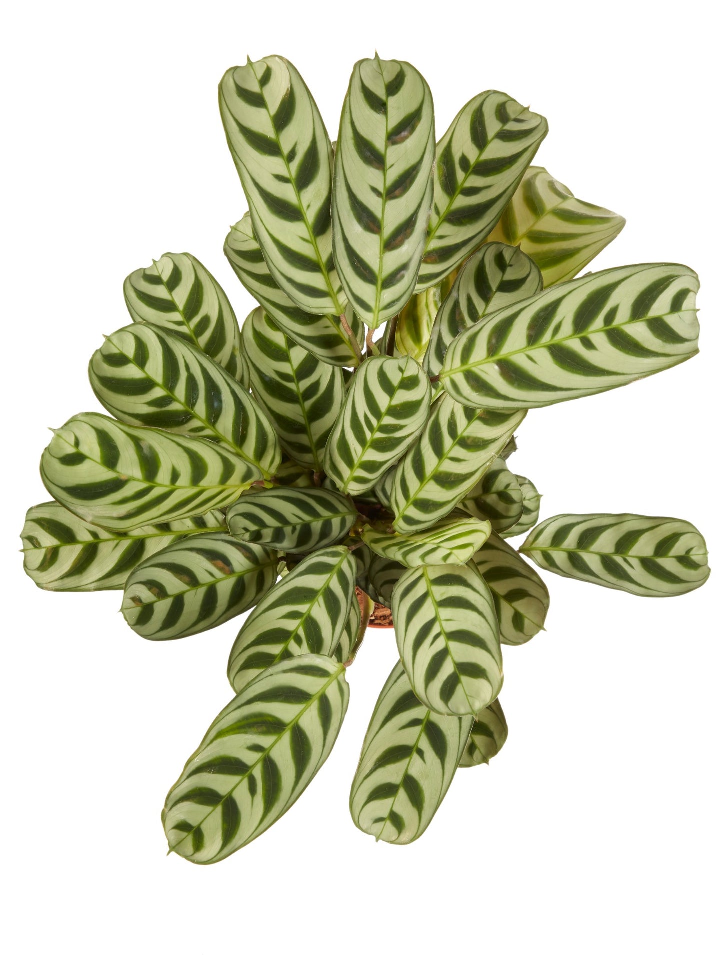 Ctenanthe Burle Marxii