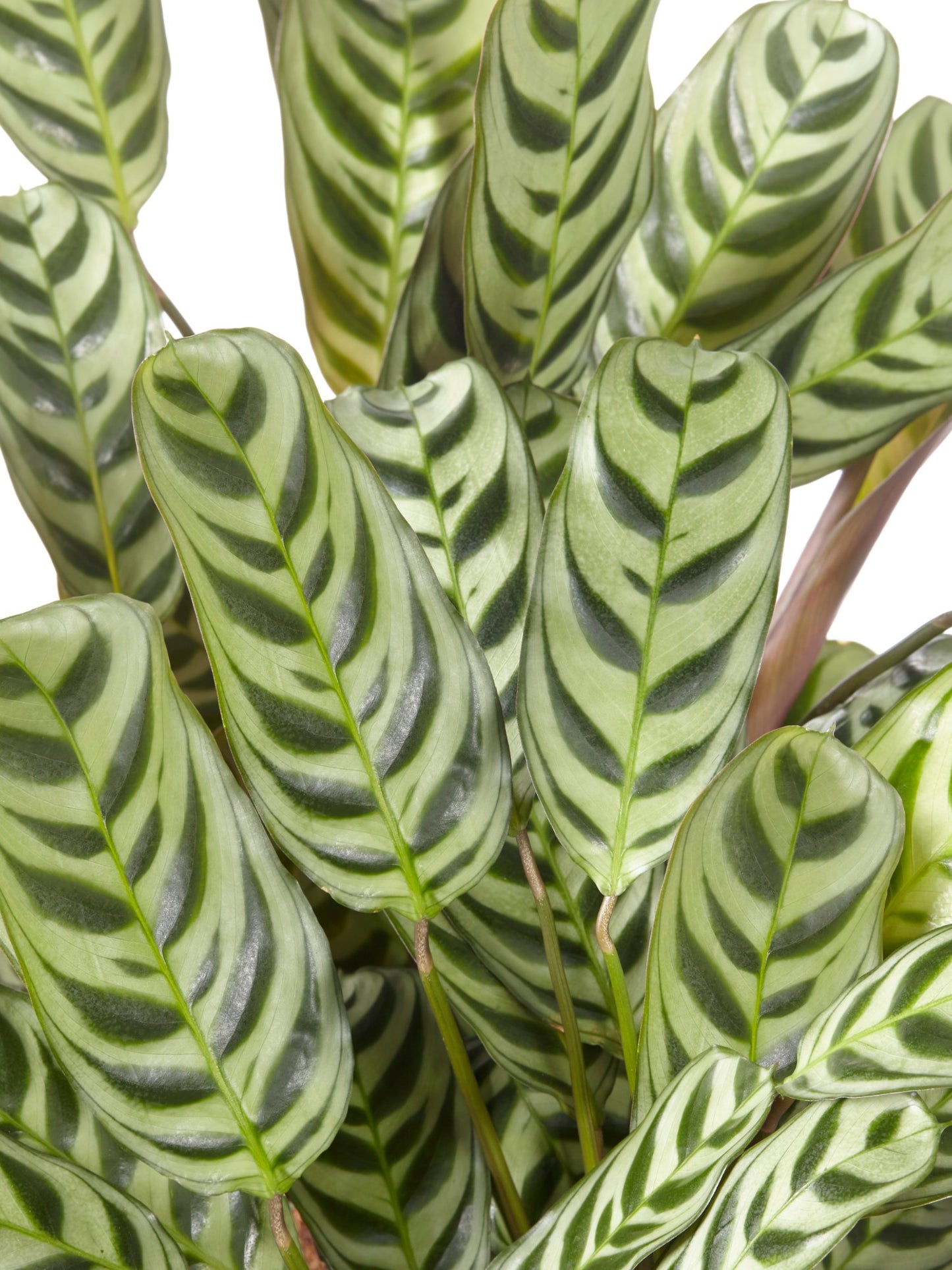 Ctenanthe Burle Marxii