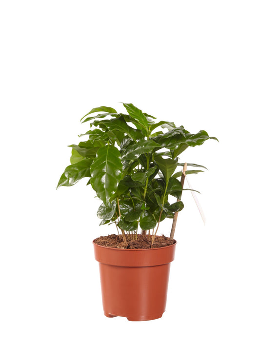 Koffie plant