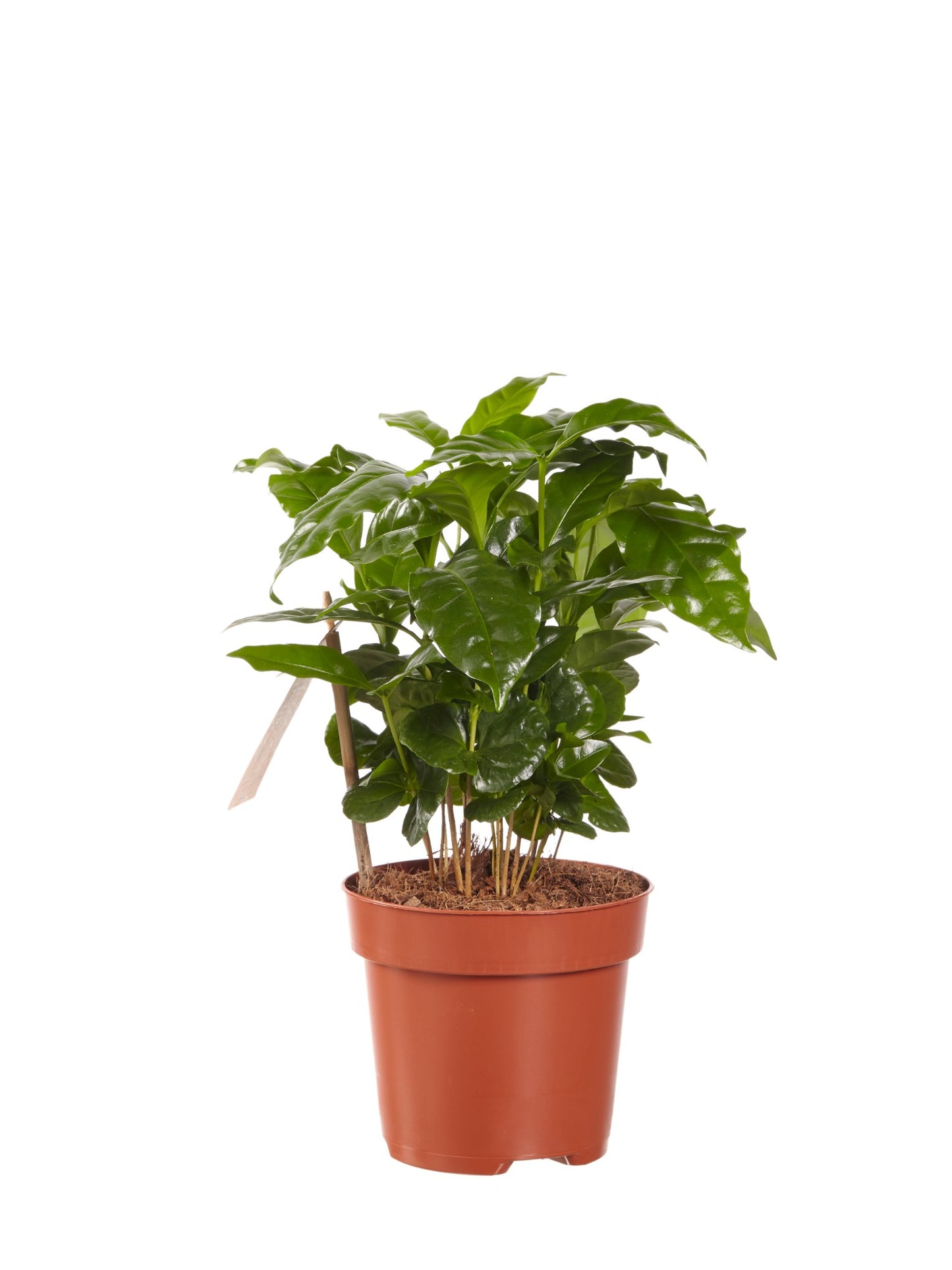 Koffie plant