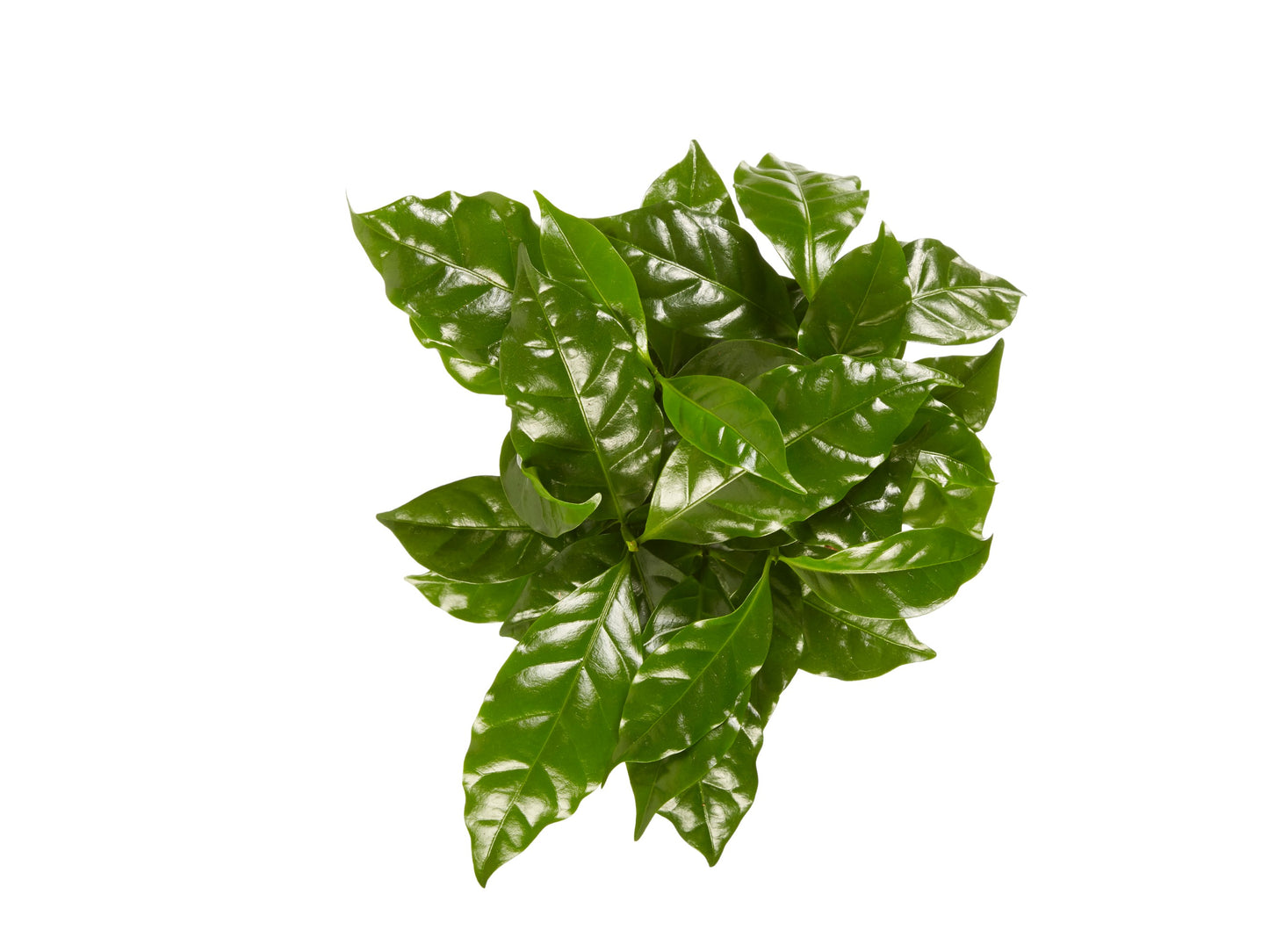 Koffie plant