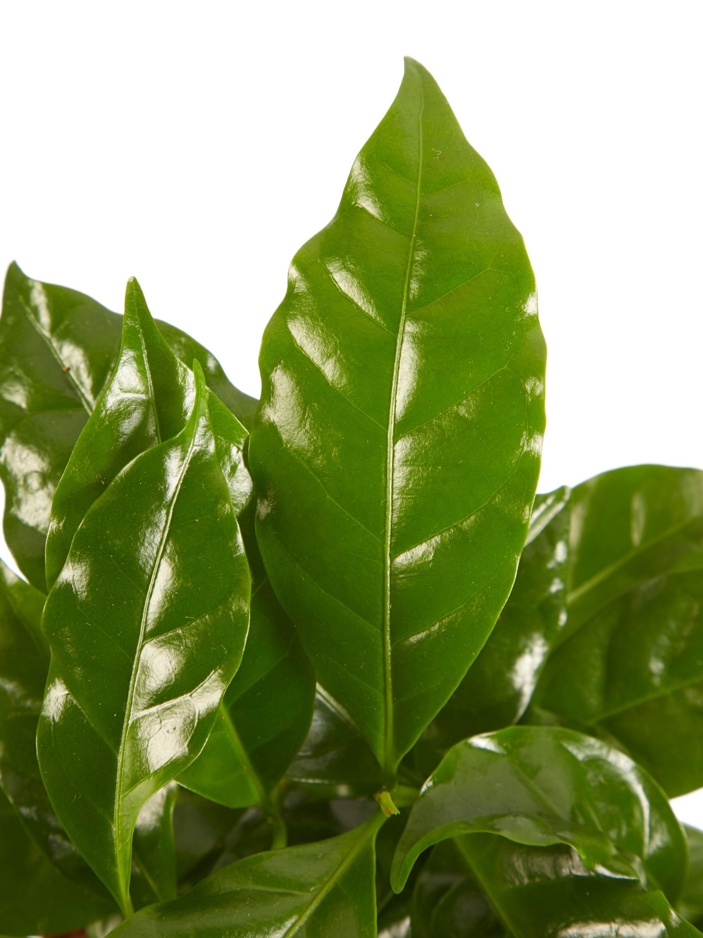 Koffie plant