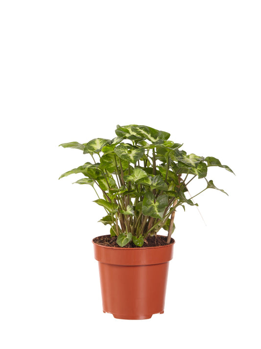 Syngonium Pixi