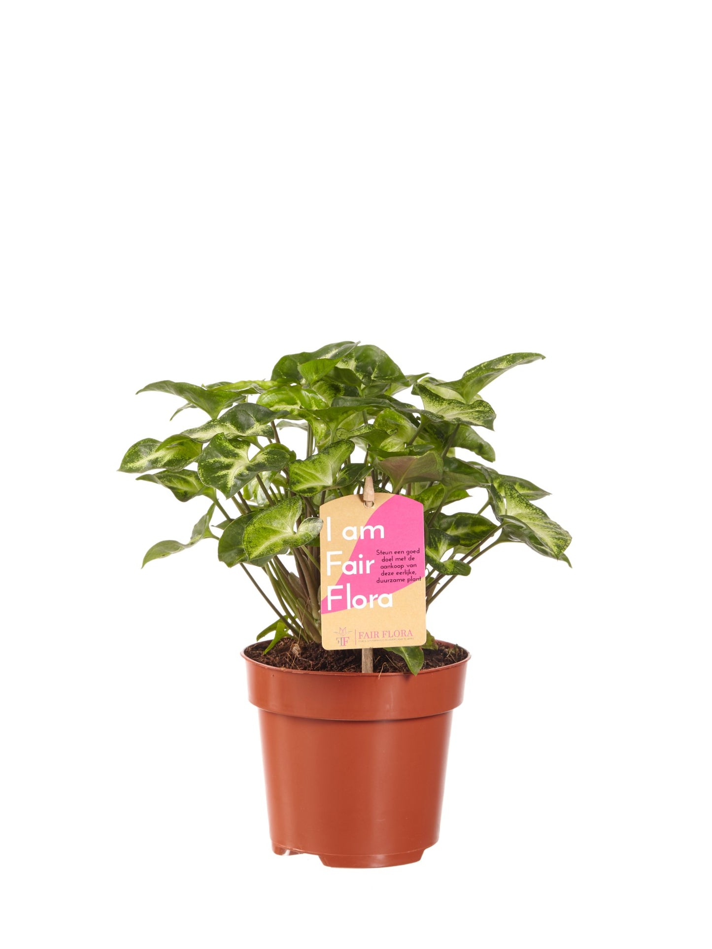 Syngonium Pixi