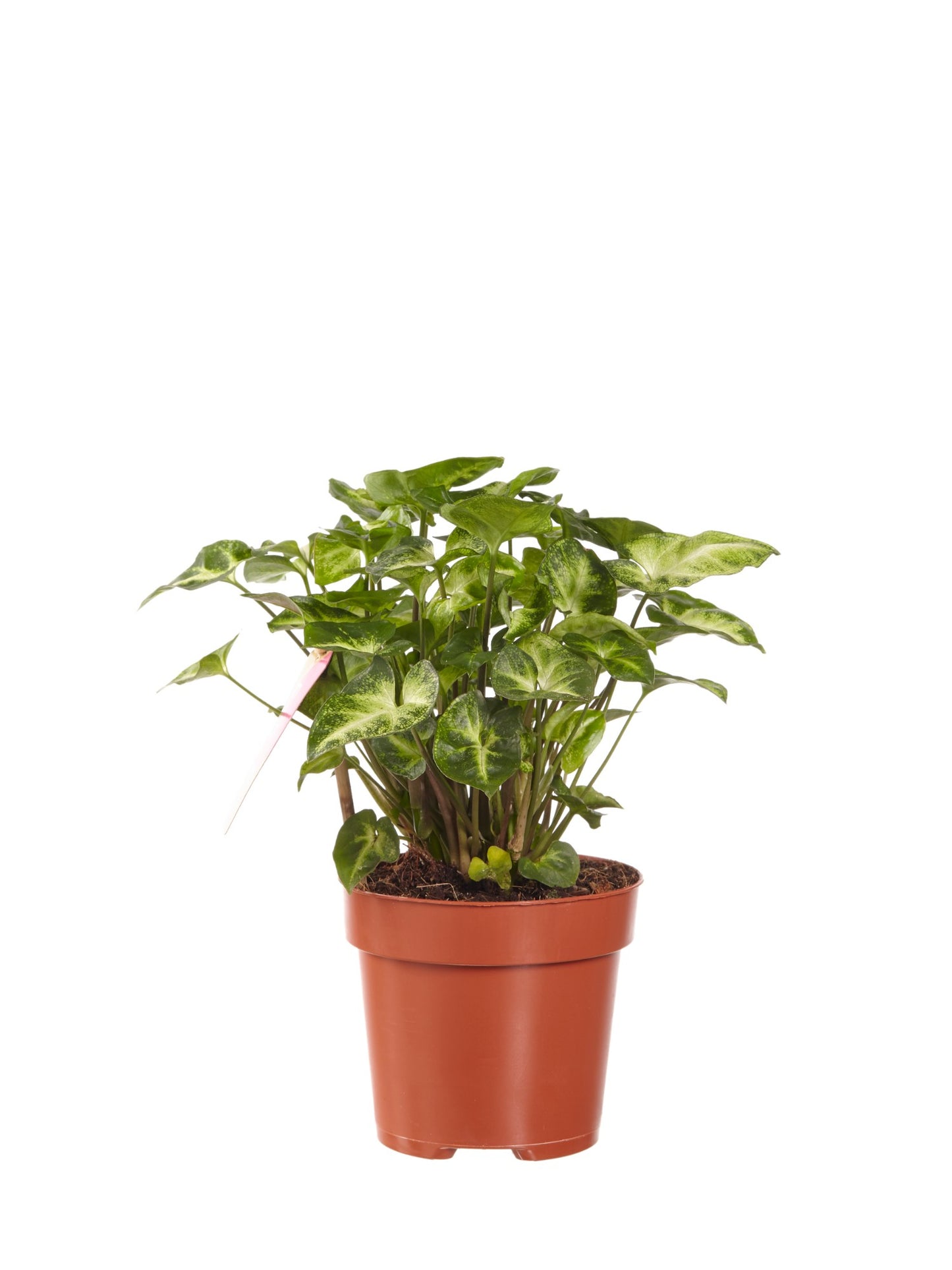 Syngonium Pixi