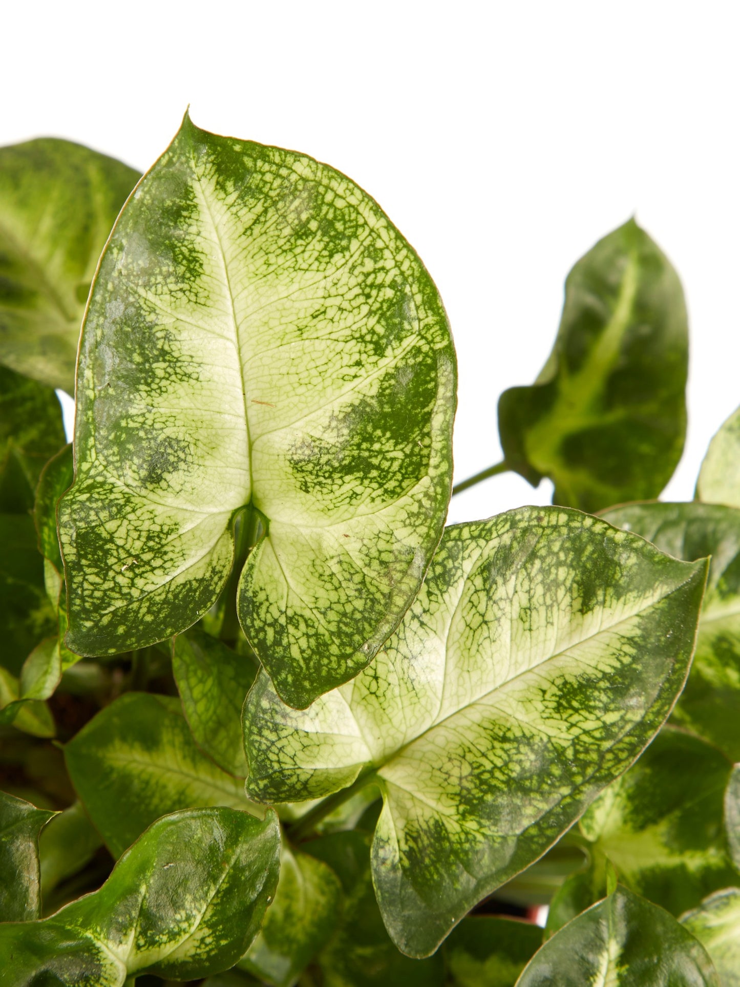 Syngonium Pixi