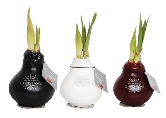 No Water Flowers Wax Message Printz Xmas